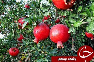 آغاز برداشت انار از باغات خوزستان