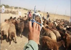 ۴۵‌هزار رأس دام در شهرستان قزوین واکسینه شدند