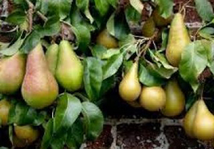تولید نهال استاندارد در استان اصفهان