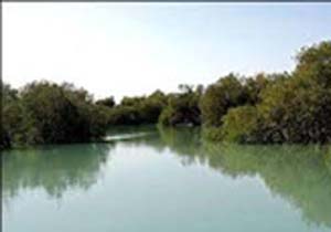 برگزاری نخستین دوره آموزش راهنمایان جنگلهای حرا در قشم