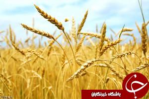 کشت پاییزه در شوشتر آغاز شد