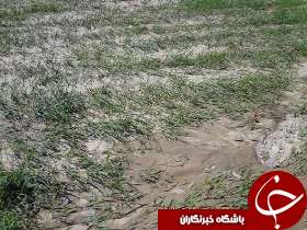 دزفول هم از خسارات بارندگی در امان نماند