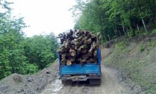 کشف چوب قاچاق در دامغان
