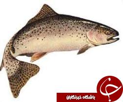 اجرای طرح انتقال بیوتکنیک در خوزستان
