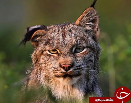 لحظه چرت زدن حیوانات + تصاویر