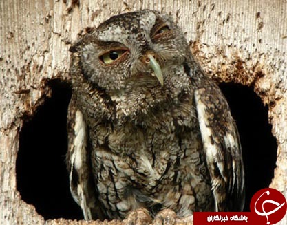 لحظه چرت زدن حیوانات + تصاویر