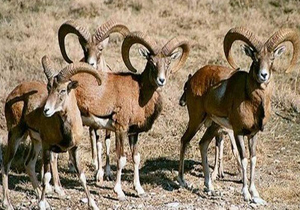 حال خوش این روزهای قوچ مینیاتوری