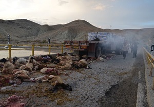 تلف شدن صدها گوسفند براثر برخورد یک دستگاه تریلی درشهربیجار