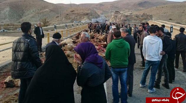 تصادف تریلی با گله گوسفند +تصاویر
