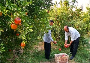 آغاز برداشت انار در شهرستان گرمی