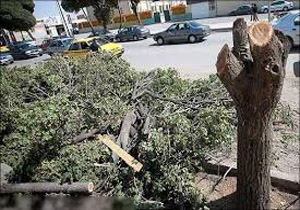 سرنوشت پرونده قطع درختان سازمان هواشناسی