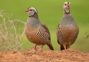 رهاسازی 2 قطعه کبک و یک قطعه طرلان در اردبیل