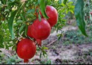 آغاز برداشت انار در شهرستان حاجی آباد