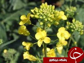 کشت کلزا در رامهرمز