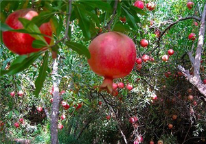 رب گیری انار در آیین سنتی «ناردُنگ»