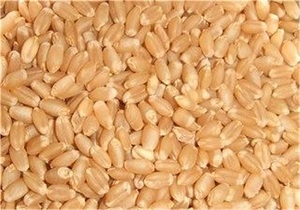 توزیع 190 تن بذر اصلاح شده گندم دیم و آبی در بین زارعان شهرستان نیر