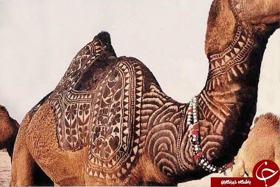 هنر بر روی موی شتر + عکس