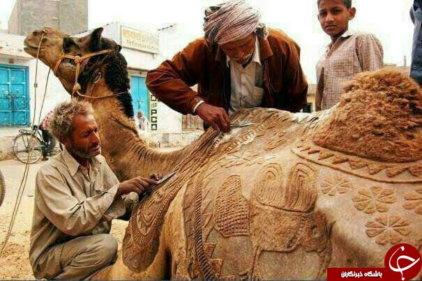 هنر بر روی موی شتر + عکس