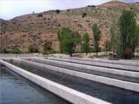 پیش بینی تولید دو هزار و400 تن انواع ماهی در استان مرکزی