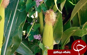 بارندگی عامل تعویق برداشت ذرت