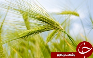 افزایش 10 درصدی نرخ خرید گندم