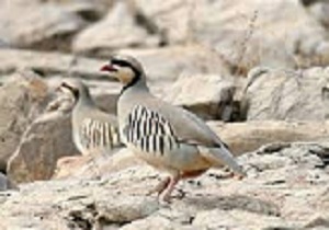 دستگیری 4 شکارچی غیرمجاز در روانسر