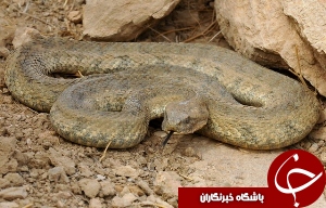 بازگشت مار افعی به دامان طبیعت