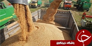 تولید گندم در خوزستان بهبود یافت