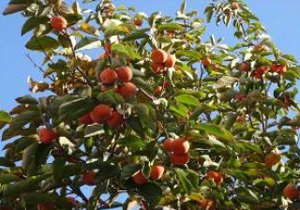 برداشت خرمالو در نیاسر