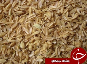 خريداری محصول شلتوک از کشاورزان خوزستانی
