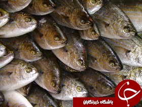 صادرات بیش از 20 هزار تن ماهی به آنسوی مرزها