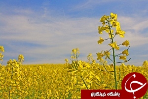 ۲۰۰ هکتار از اراضی باوی زیر کشت کلزا
