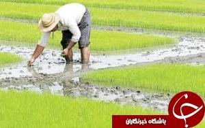 توقف برداشت برنج در خوزستان به دلیل کمبود کمباین