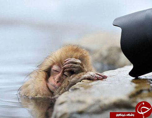 تصاویری دیدنی از دنیای خواب حیوانات( قسمت دوم)