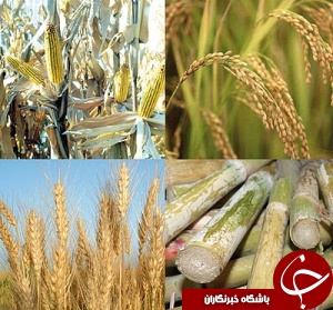 بهره‌مندی کشاورزان خوزستانی از کد بورس