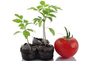 اجرای طرح مبارزه با آفت گل جالیز در بندرخمیر