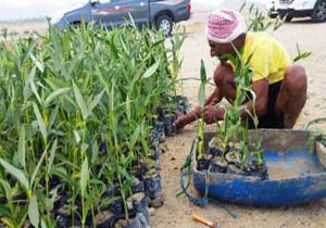 کاشت ۶۰ هزار اصله نهال حرا در سواحل قشم