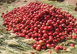 برگزاری اردوی جهادی برداشت محصول انار