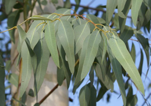 اکالیپتوس ضدعفونی‌کننده طبیعی!