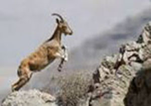 دستگیری شکارچیان کل و بز در لرستان