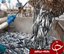 صید 20 تن ماهیان استخوانی در سواحل رودسر