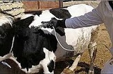 384 هزار نوبت سر دام در تاکستان واکسینه شد