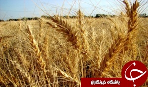 آغاز کشت پاییزه گندم دیم در اندیکا