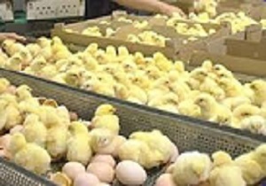 فارمهای نیمچه گوشتی شهرستان آبیک جوجه ریزی شد