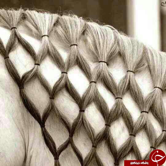 آشنایی با زیباترین اسب های دنیا+عکس