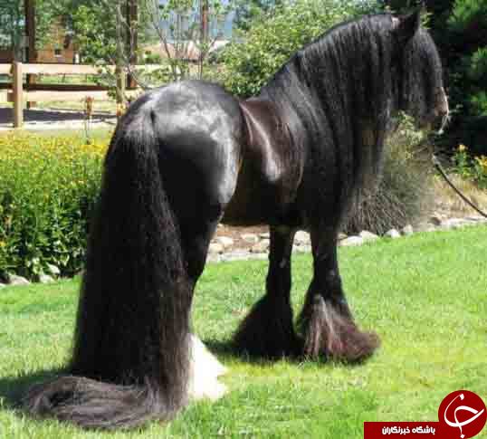 آشنایی با زیباترین اسب های دنیا+عکس