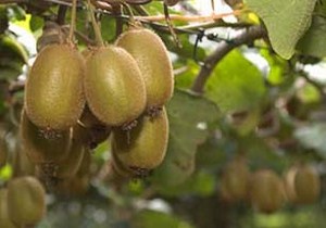 برداشت کیوی درگیلان