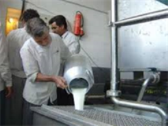 جمع‌آوری روزانه بیش از 30 تن شیر از دامداری سیستان و بلوچستان