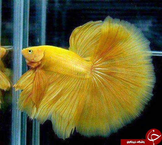 آلبومی از زیباترین ماهی های دنیا