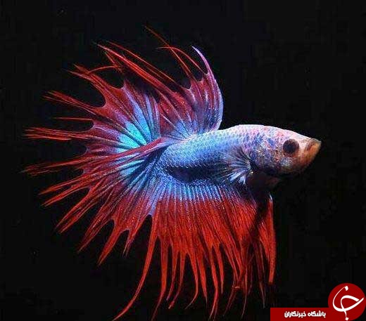 آلبومی از زیباترین ماهی های دنیا (قسمت دوم)